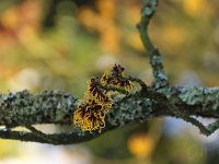 Hamamelis zn 2015 02 07 3043